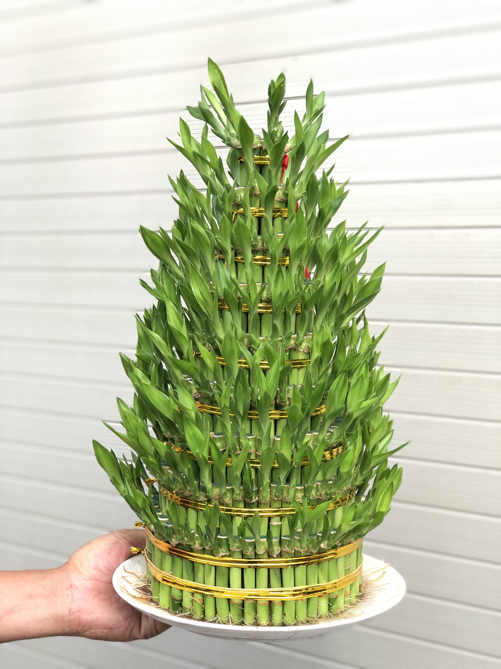Chậu trúc Phú Quý 9 tầng trang trí nhà cửa