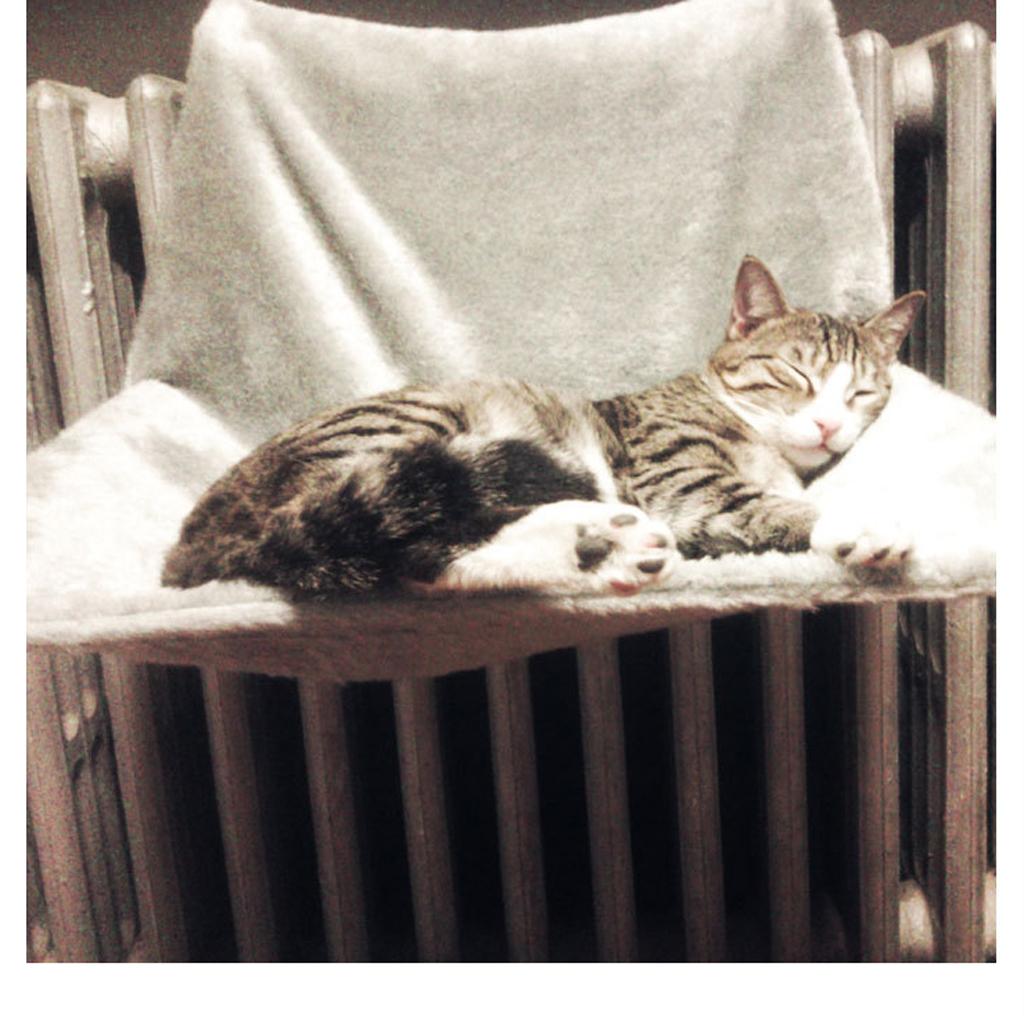 cat dog warm radiator bed pet fleece bed cradle animal
