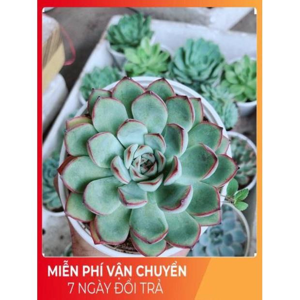 Sen Đá Size Trung Đồng Giá 45k