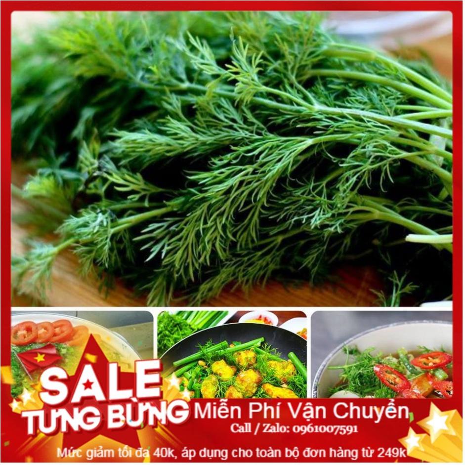Hạt Giống Thì Là Bốn Mùa - 10 Gram Hạt