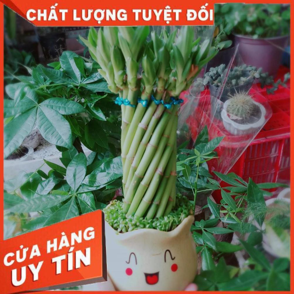 Trúc phát tài 1 Nhiều Người Mua