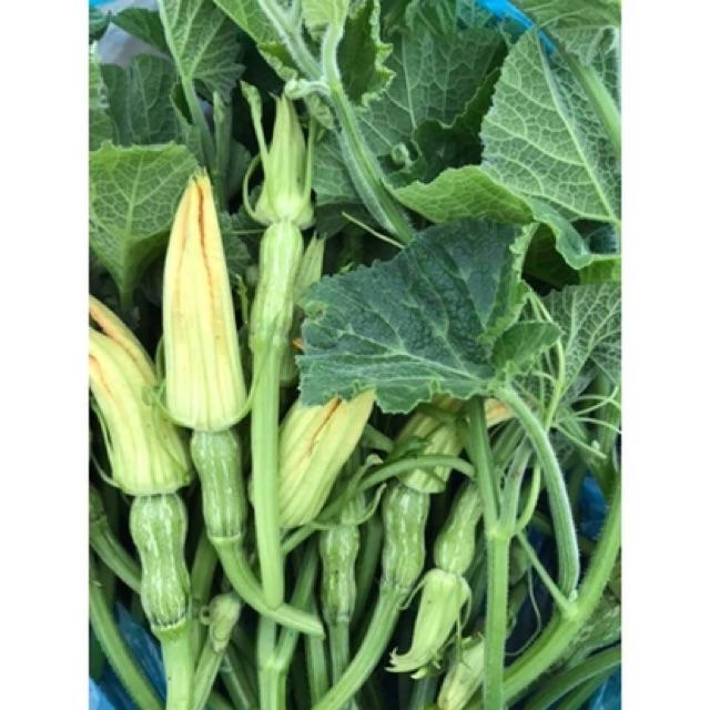 Hạt Giống Bí Siêu Nụ - Bí Ăn Nụ 10gr