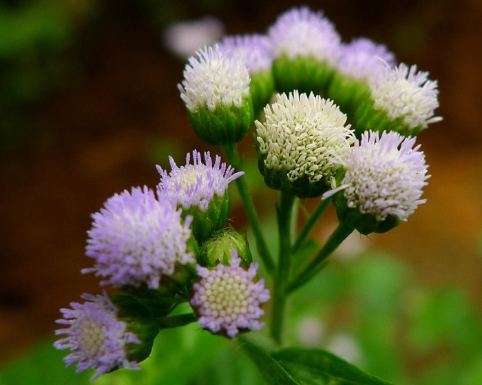 Tinh dầu hoa ngũ sắc (hoa cứt lợn, hoa cỏ hôi, hoa ngũ vị) nguyên chất từ thiên nhiên - KingOil