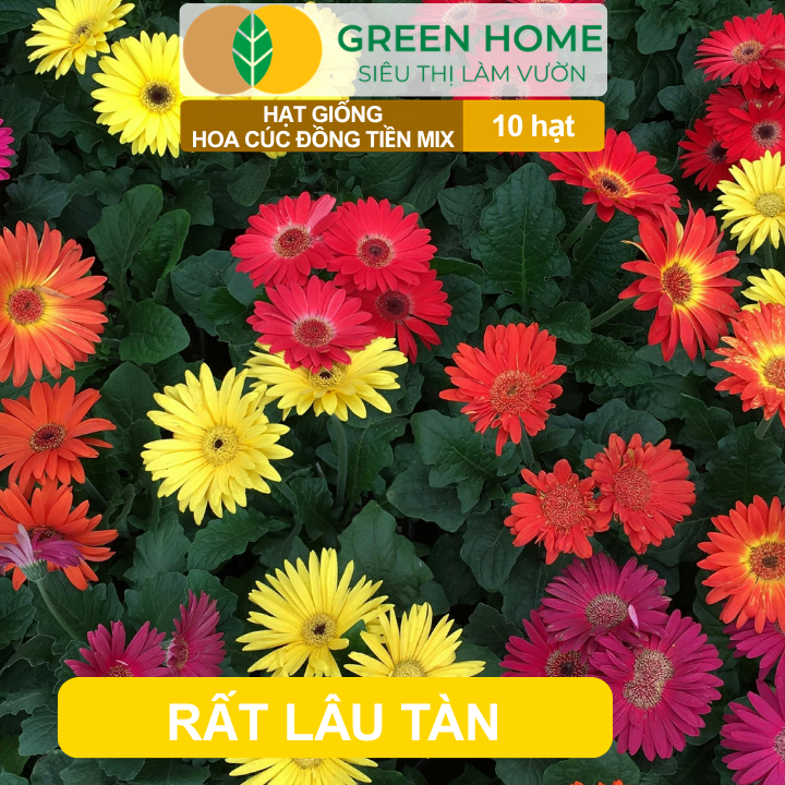 Hạt Giống Hoa Cúc Đồng Tiền Mix GreenHome, Gói 10 hạt, Hoa Nở Rực Rỡ, Dễ Trồng Quanh Năm H17