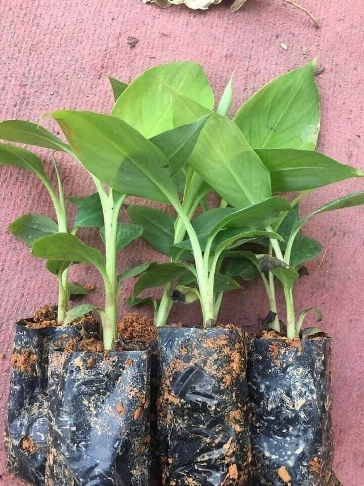 CÂY GIỐNG CHUỐI TÍM CẤY MÔ F1