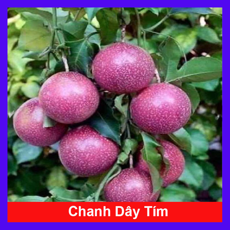 Cây chanh leo tím giống - Chanh dây tím giống