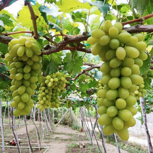 Cây giống nho xanh ninh thuận trái dài