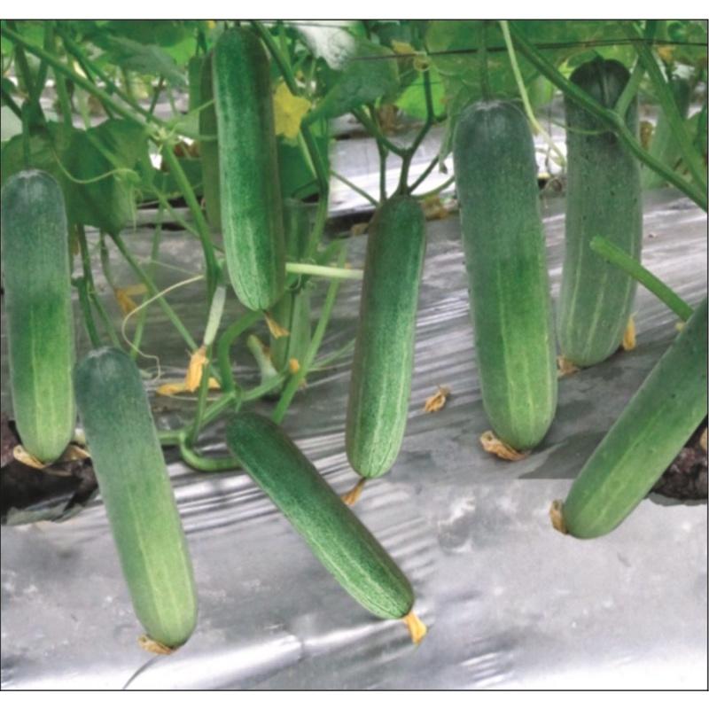 Hạt Giống Dưa chuột nếp ta cao sản F1 KNS3333 – Gói 10Hạt