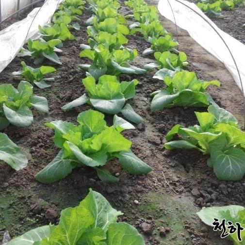 Hạt Giống Cải Xanh Khổng Lồ BOMDONG Hàn Quốc 300 Hạt