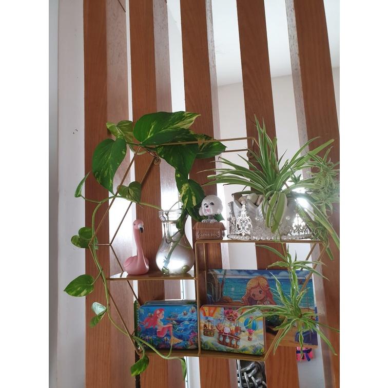 KỆ LỤC GIÁC, kệ decor hình lục giác, Kệ treo tường trang trí nội thất