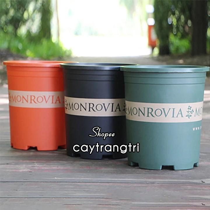 Chậu Nhựa Trồng Cây Rộng 18 x Cao 25 cm