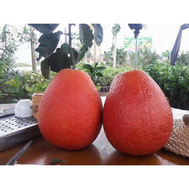 Cây Giống bưởi đỏ Luận Văn