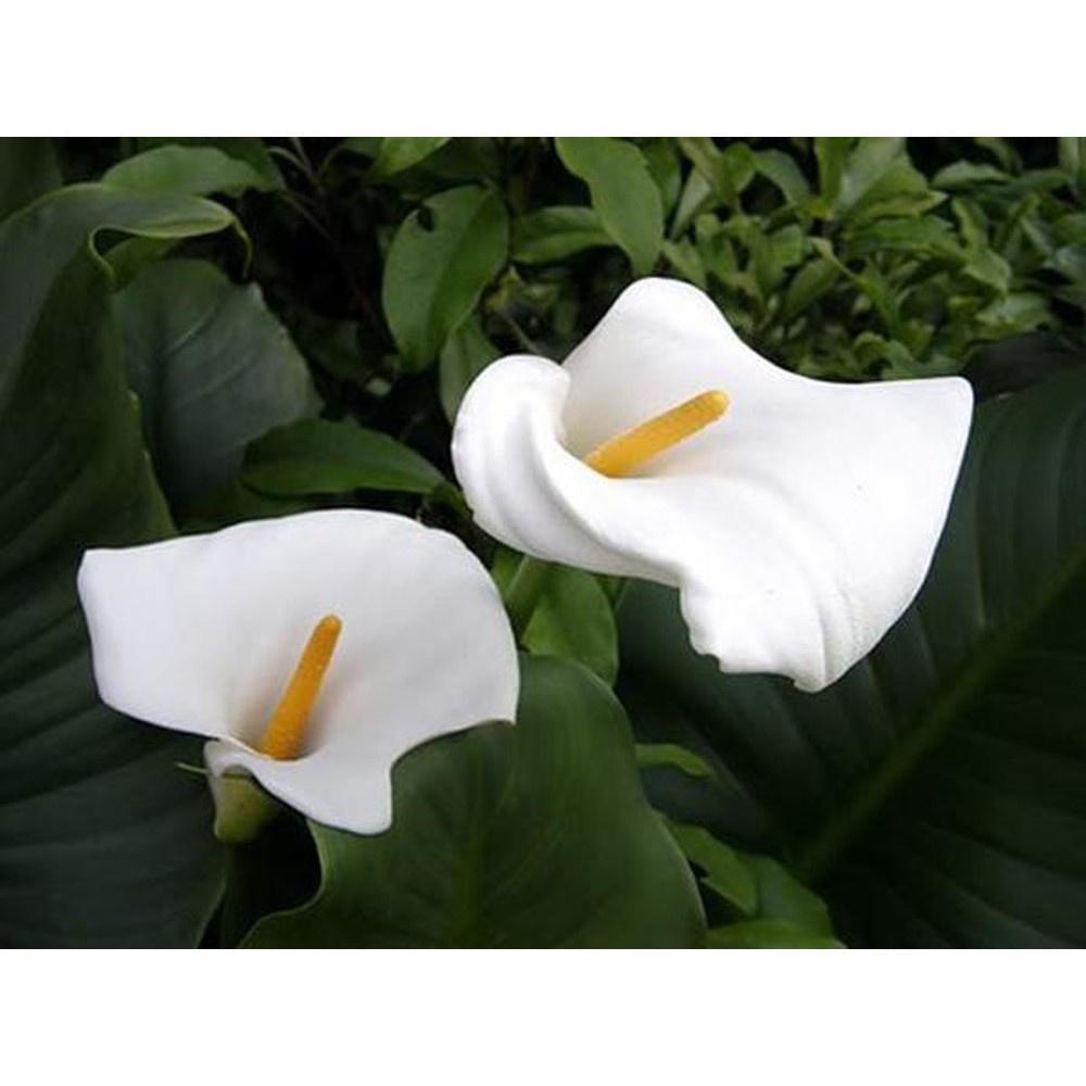 Combo 5 củ giống hoa rum đủ màu - củ giống hoa - CHRDL