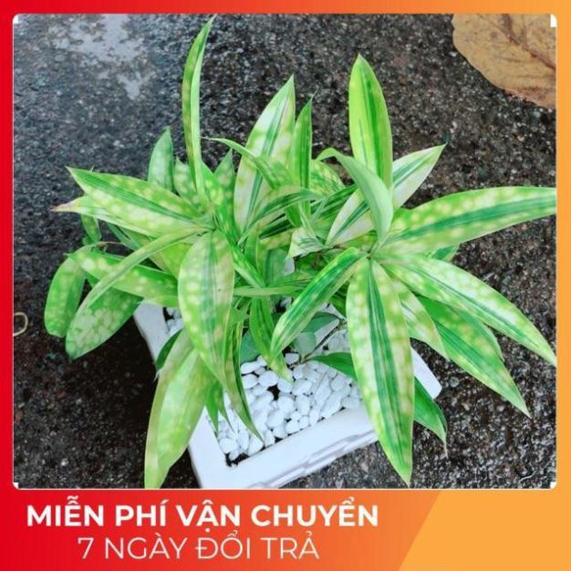 Chậu Cây Trúc Nữ Hoàng