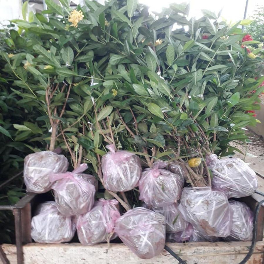 Cây Mẫu Đơn Ta 70cm
