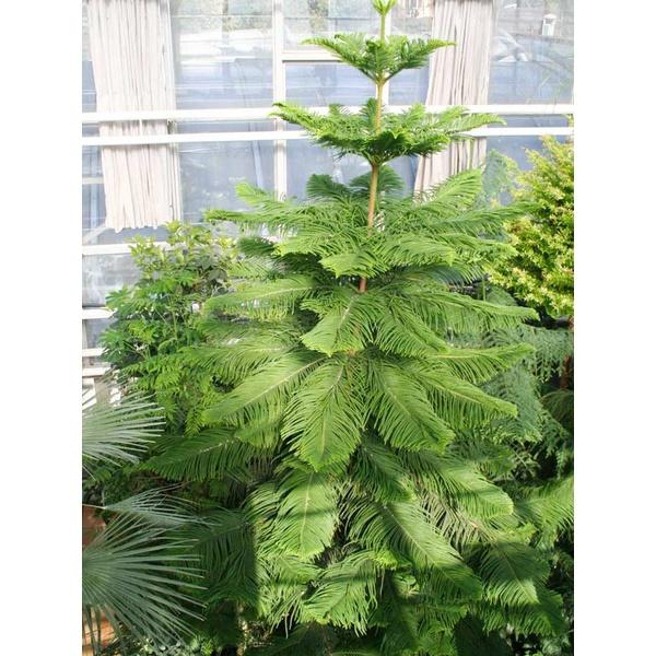 Cây tùng bách tán - cây giống nhỏ