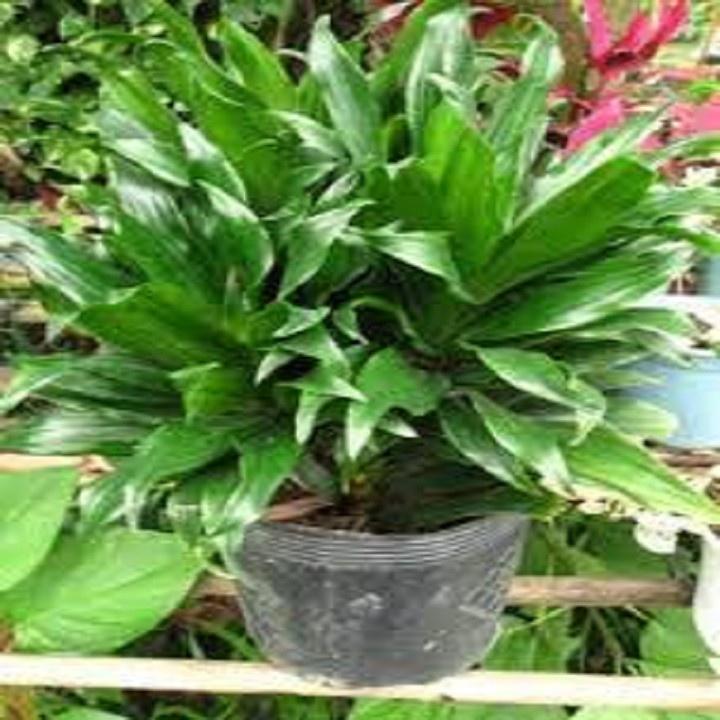 CHẬU CÂY PHÁT TÀI NAM MỸ