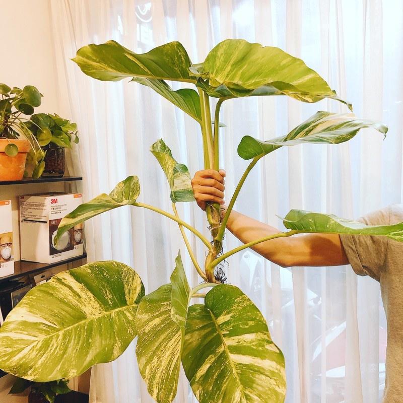 CÂY TRẦU ÔNG - bầu cây giống