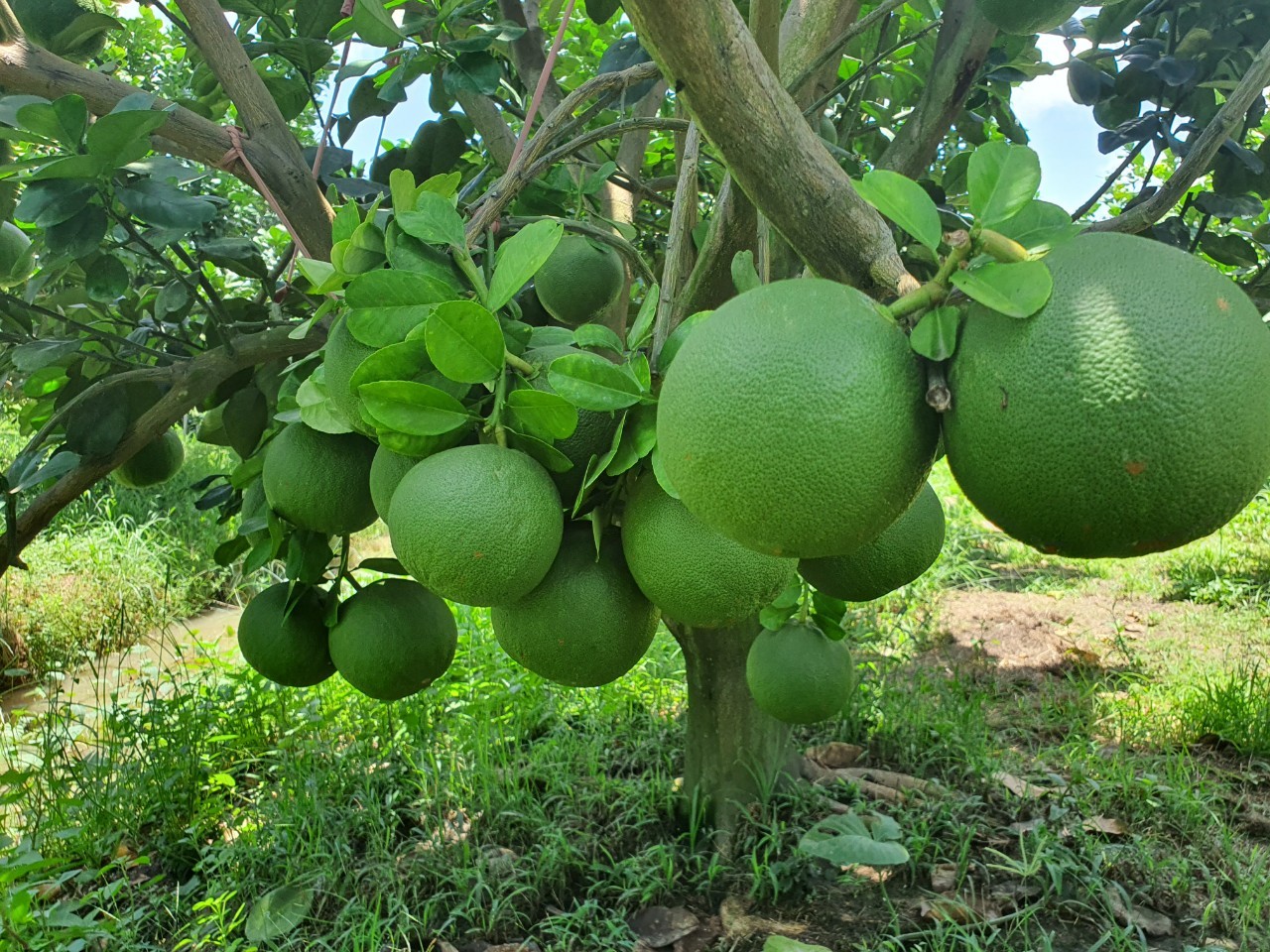 Phân bón dưỡng trái Nông Tâm 09 giúp trái lớn nhanh đều, tăng năng suất trái, tăng đề kháng, ngừa sâu bệnh, gói 1000gr