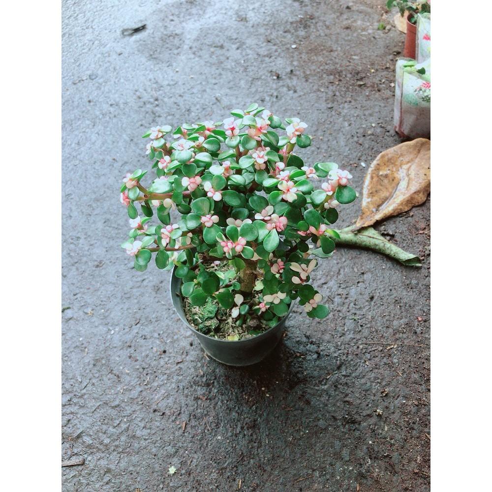 Đô La Thân Cổ Thụ