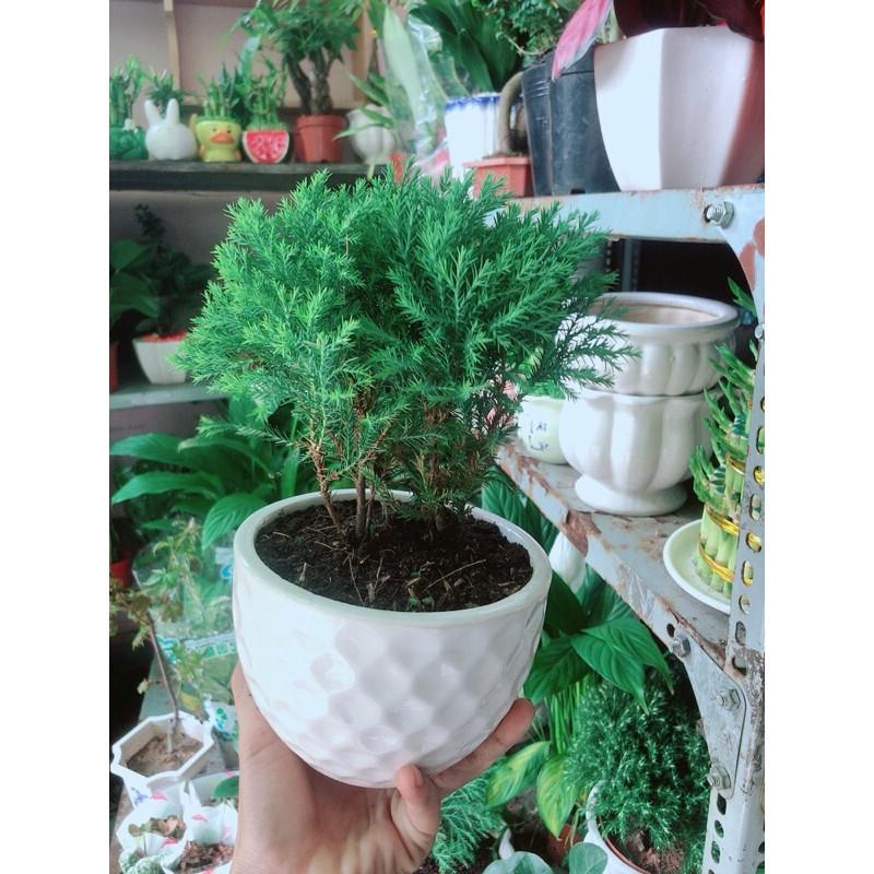 Chậu Cây Tùng Bồng Lai