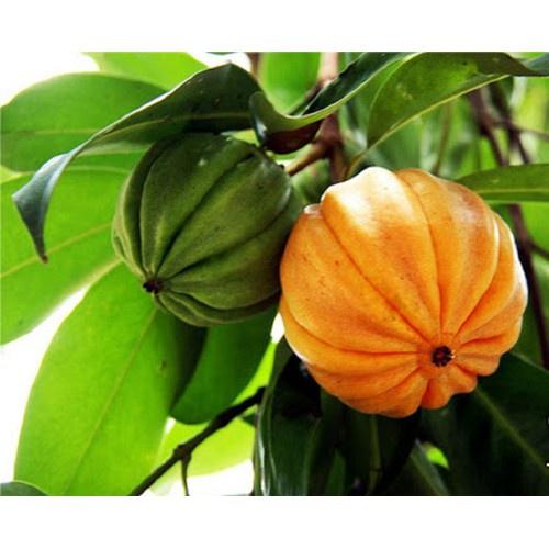 CÂY GIỐNG CÂY TAI CHUA