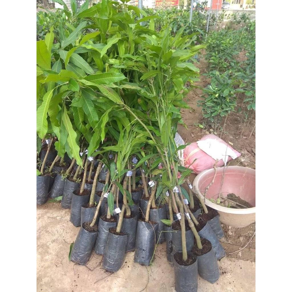 CÂY SOÀI TÍM THÁI