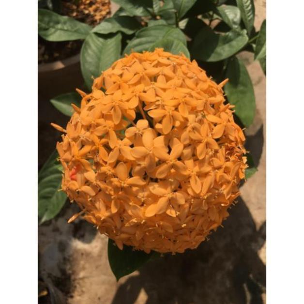 Hoa mẫu đơn vàng cam siêu bông