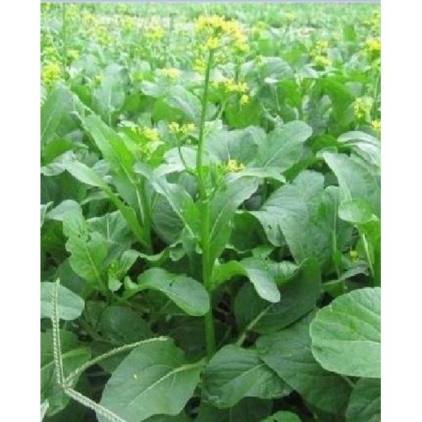 Hạt giống rau Cải ngồng xanh Mập dể trồng-gói 100gram/tặng kèm gói phân bón lót