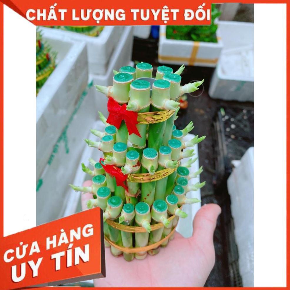 Cây Phát Tài Nhiều Người Mua