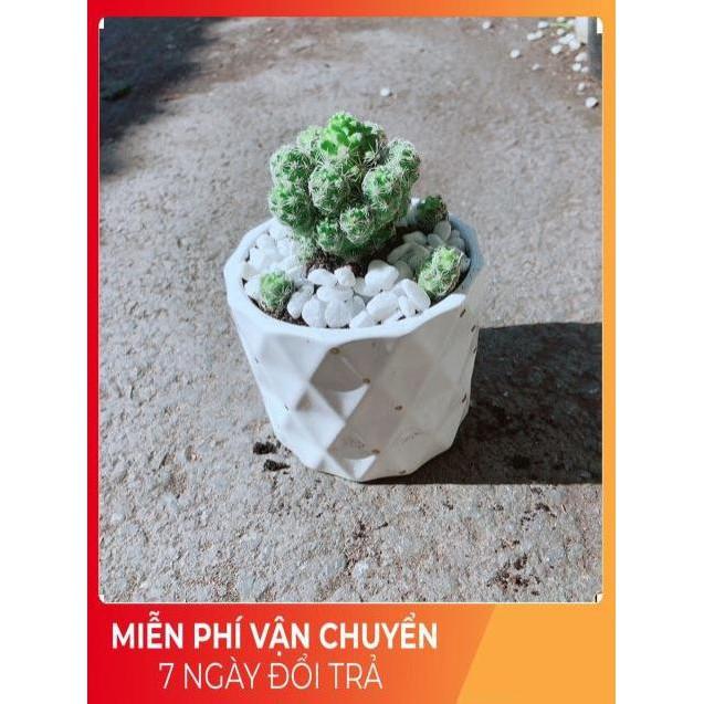 Chậu Xương Rồng Trứng Chim