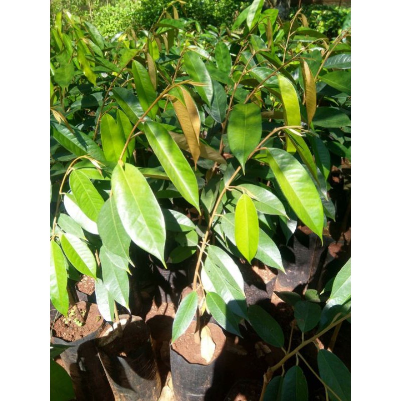 Cây sầu riêng ruột đỏ