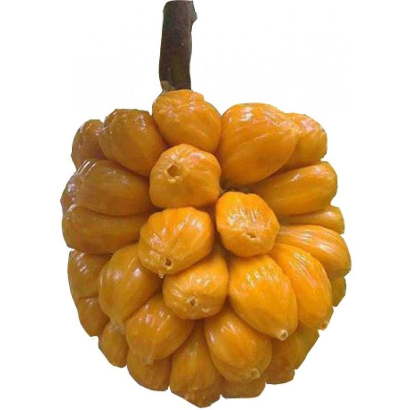 Cây giống mít tố nữ siêu trái nữ hoàng các loài mít.