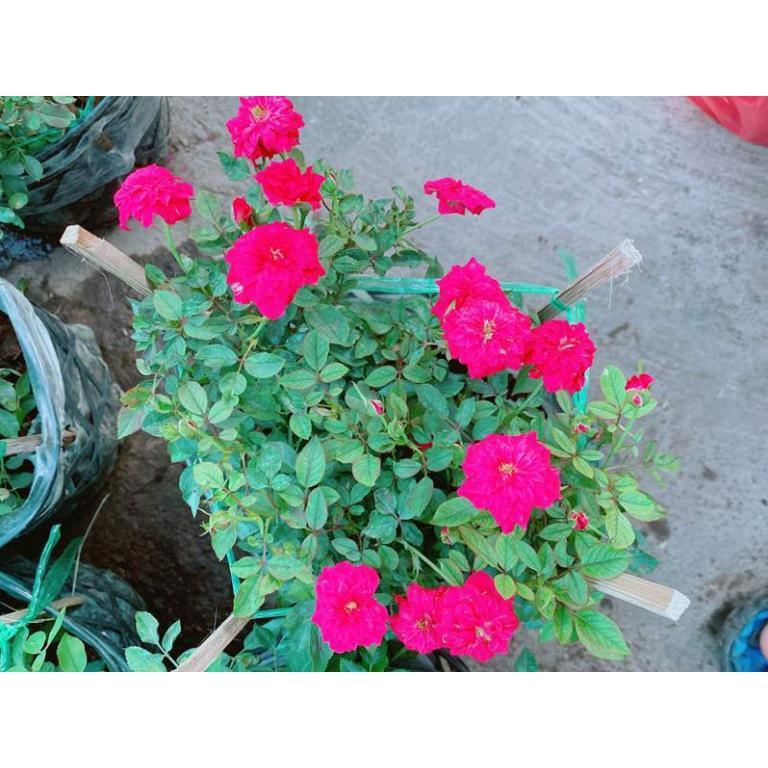 Bụi Hoa hồng Bán Chạy