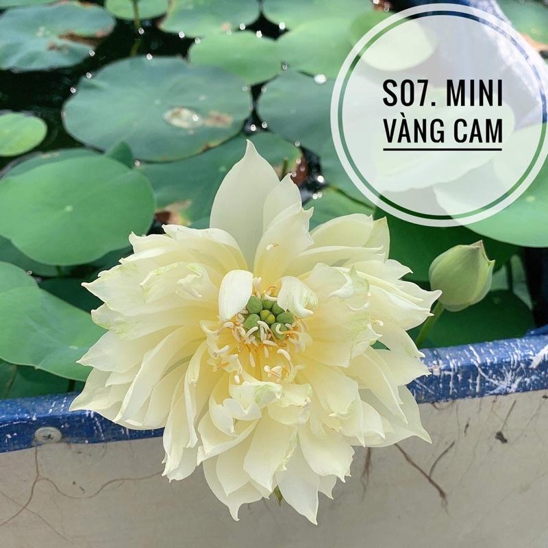 CỦ SEN MINI VÀNG CAM-S07