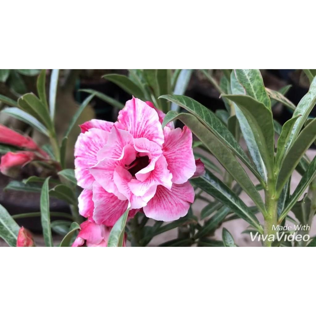 CÂY HOA SỨ " HIỆP THÀNH" HOA CỰC ĐẸP CHUẨN GIỐNG