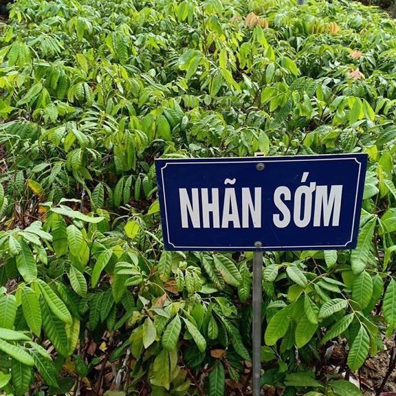 Cây giống nhãn sớm Hưng Yên