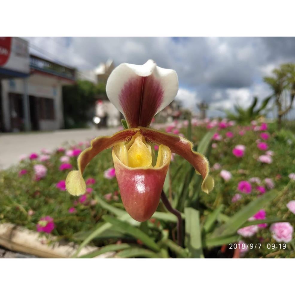 1 bó lan HÀI COOCI RỪNG NGHỆ AN + Tặng 01 cây dâu da đất