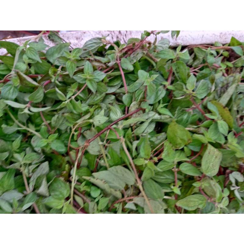 Hoa đu đủ đực phơi khô 1kg