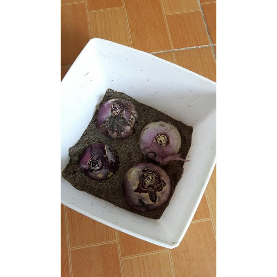Củ giống hoa tiên ông hoa màu trắng - 1 củ