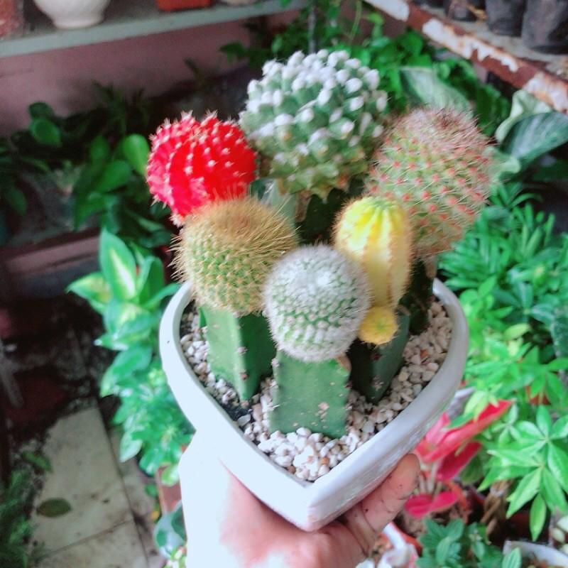 Chậu Xương Rồng Tiểu Cảnh