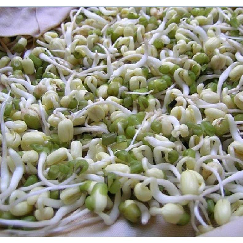 Hạt Giống Mầm Giá Đậu Xanh Phú Nông