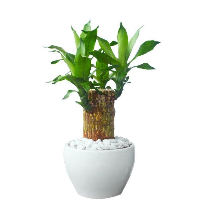 Phát Tài Khúc-Thiết Mộc Lan
