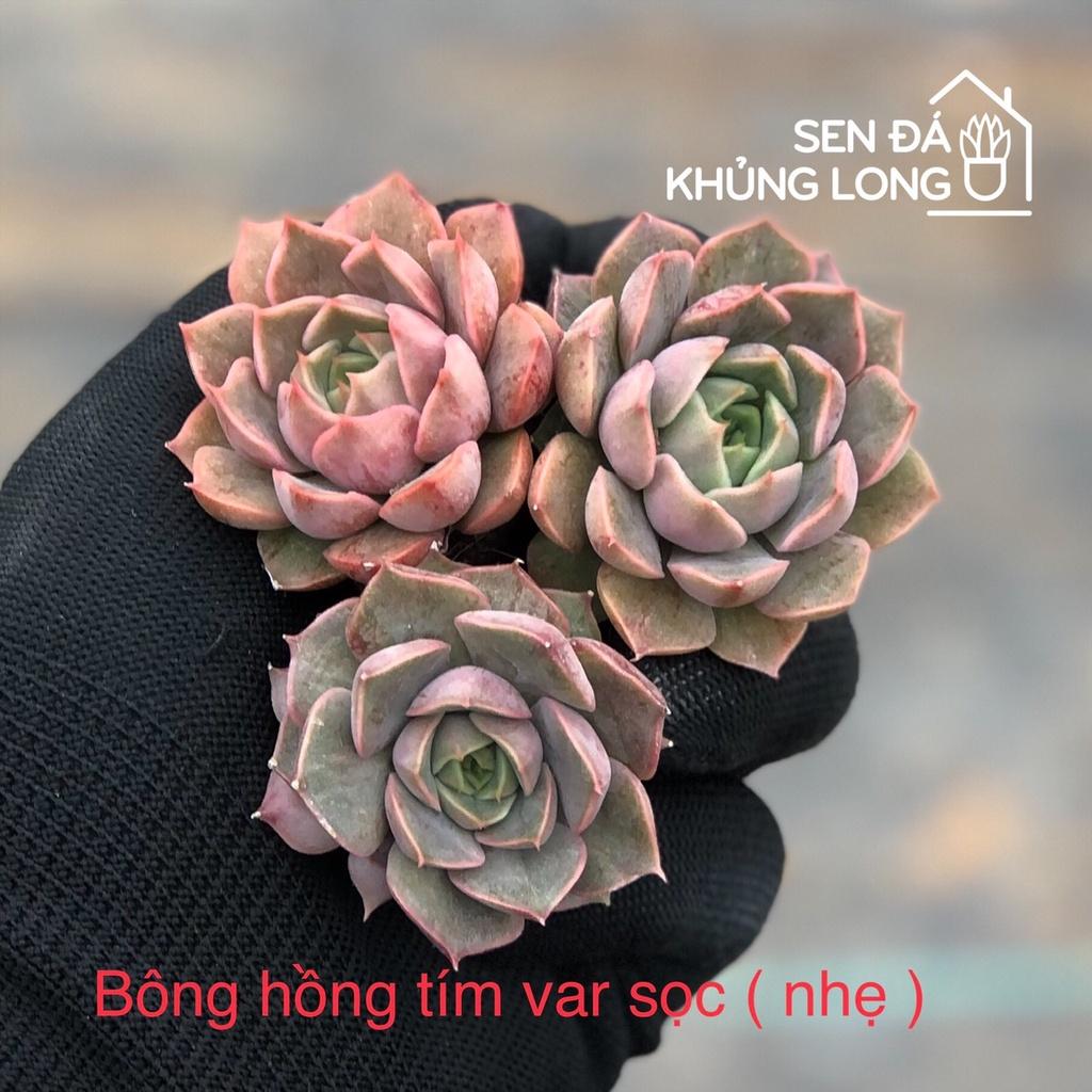Sen Đá Vĩ