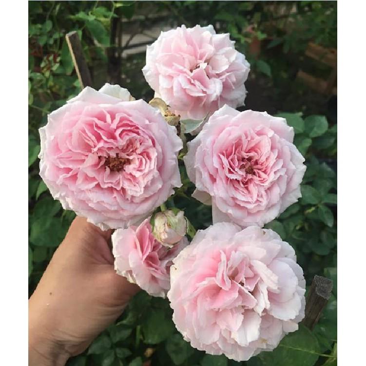 Hạt giống hoa hồng vân khôi 20 hạt/gói