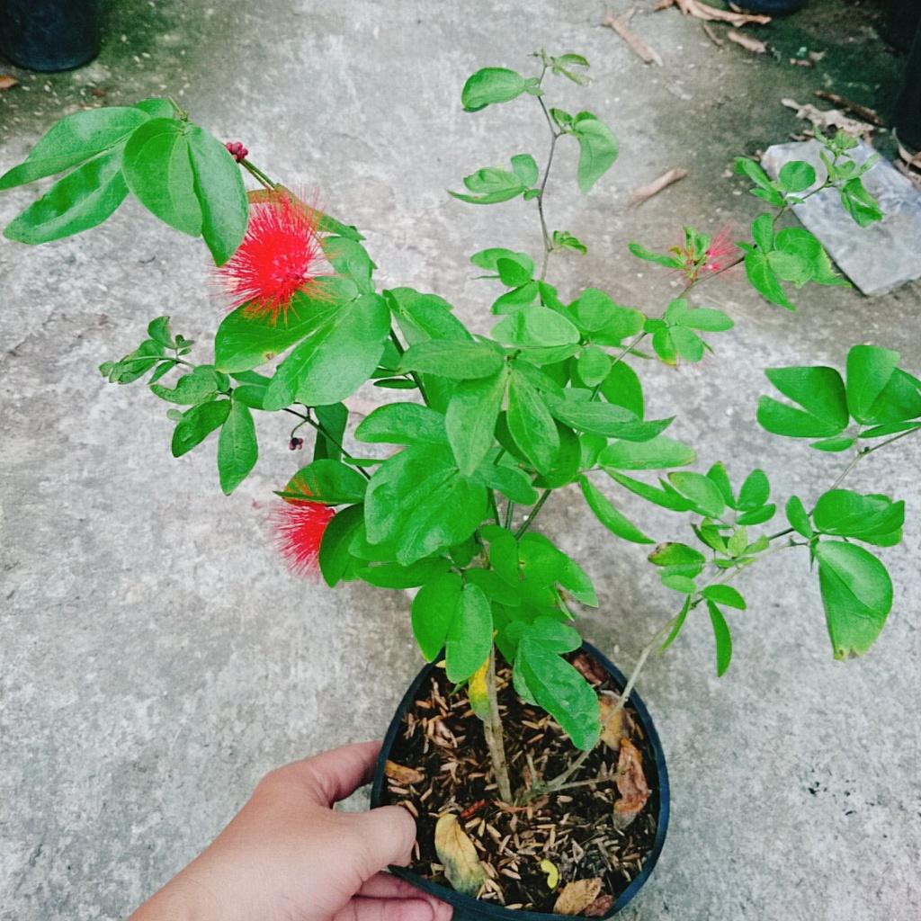 Cây Điệp Lào - cây cảnh đẹp + tặng phân bón cho cây