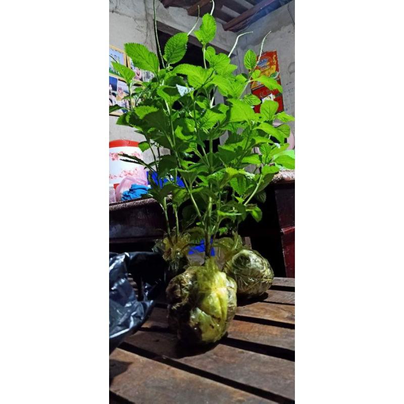 Combo 5 Cây Giống Cỏ Đuôi Chuột Hoa Tím 30cm
