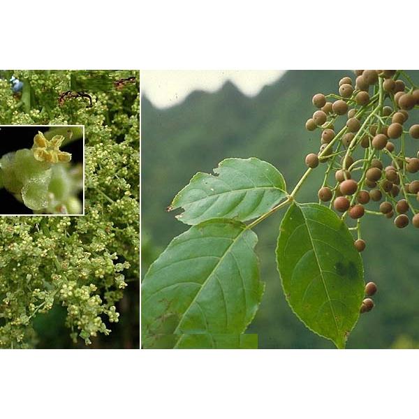 Cây Nhội Giống To Khỏe - 2cây a11