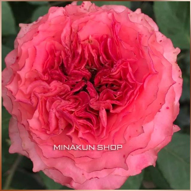 Hoa hồng ngoại Corora Rose xinh xắn