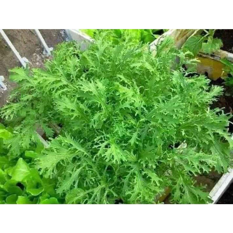 HẠT GIỐNG CẢI ĐUÔI PHỤNG TRANG NÔNG 20GR